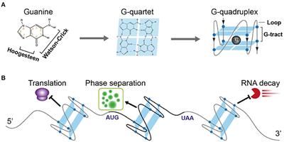 A Key Molecular Regulator, RNA G-Quadruplex and Its Function in Plants